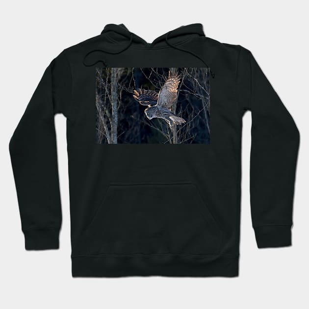 Great Grey Owl Hoodie by Jim Cumming